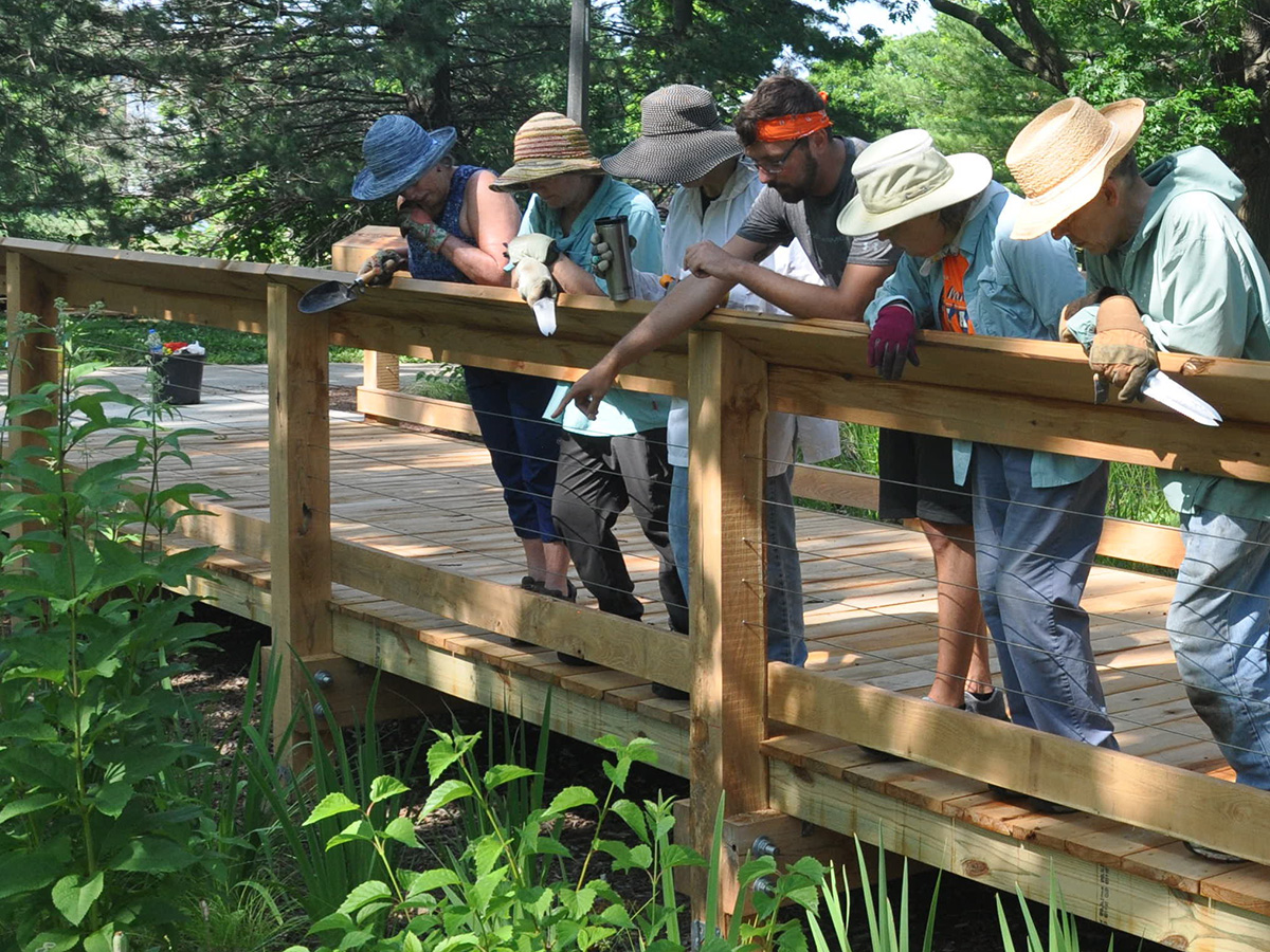 Volunteers standing on a bridge, pointing at plants and water